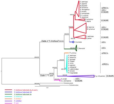 Trichuris trichiura (Linnaeus, 1771) From Human and Non-human Primates: Morphology, Biometry, Host Specificity, Molecular Characterization, and Phylogeny